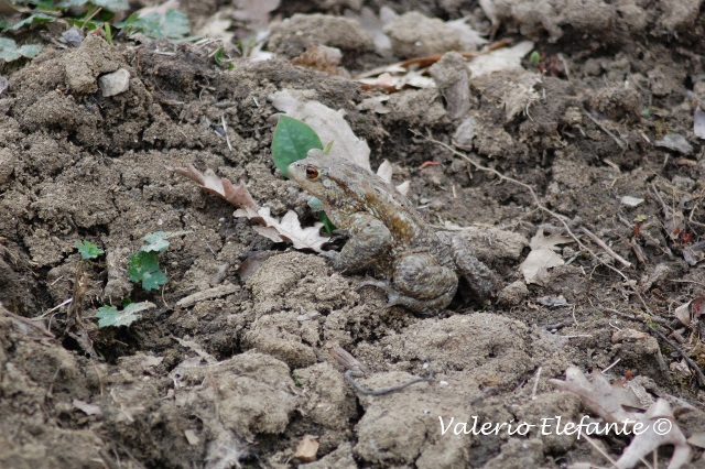 Bufo bufo @ Ctr. Feudozzo (Castel di Sangro)
